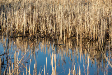Lake reflection of dry plants
