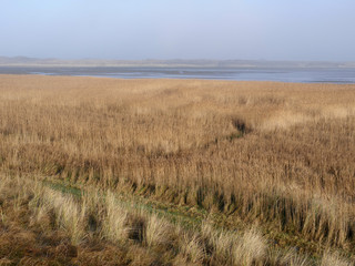 Obraz premium Dunes of Texel National Park