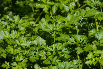 Fototapeta premium fresh green parsley leaves as background