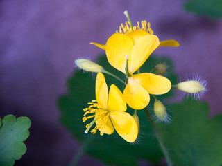 celandine flower in the garden close-up