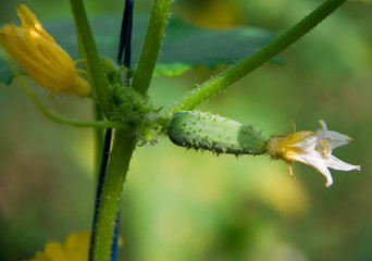cucumber grows on a bush close up
