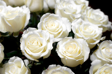 white rose for valentine day