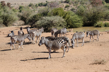 Fototapeta na wymiar a group of Zebras at a water hole