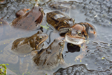 Common Frogs Rana temporaria in garden pond for mating ritual March Norfolk