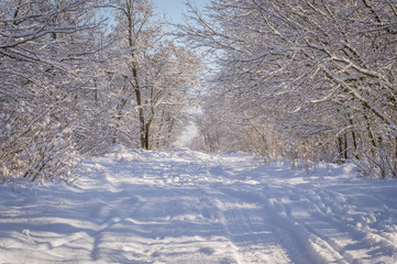a beautiful winter landscape trees in the snow