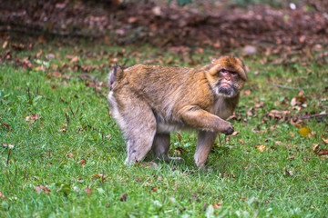 Monkey forest - Looking for food