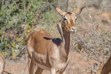 Red-billed Oxpecker on Impala antelope