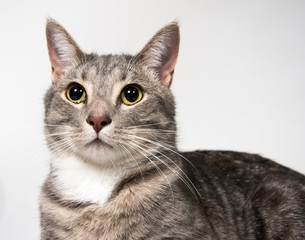 Fototapeta premium Face of adult cat