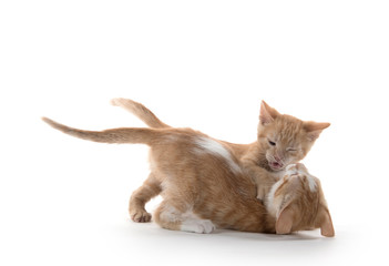 Two cute kittens playing