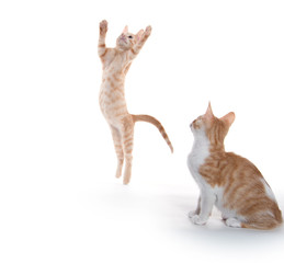 Cute kittens leaping and playing