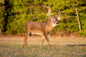Large white-tailed deer buck in open meadow