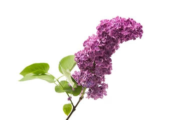 Foto op Plexiglas lilac flowers isolated © ksena32
