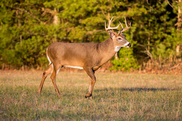 Large white-tailed deer buck in open meadow