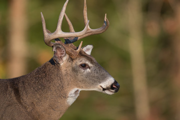 Large white-tailed deer buck in open meadow