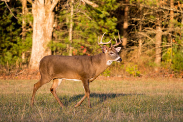 Large white-tailed deer buck in open meadow