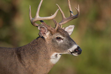 Naklejka na ściany i meble Large white-tailed deer buck in open meadow