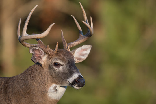 Fototapeta Large white-tailed deer buck in open meadow