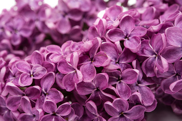 Fototapeta premium lilac flowers isolated