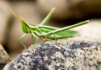 Green grasshopper in nature