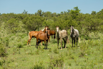 manada de caballos