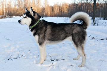 Dog breed Siberian Husky in winter forest