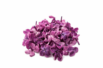 lilac flowers isolated