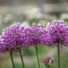 Riesenlauch - Zierlauch - Allium giganteum