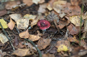 Russula xerampelina mushroom