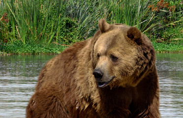 Obraz na płótnie Canvas Grizzly Bear cooling off in river 