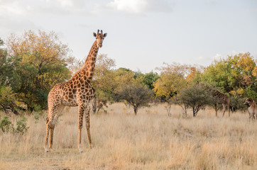 Giraffe in the bushveld of Africa