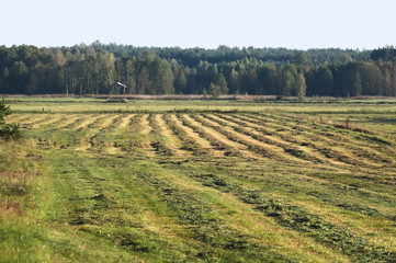 Fototapeta na wymiar Field work haymaking rural landscape meadow