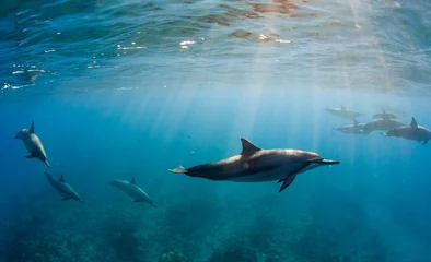 Fotobehang Dolfijnen © alicefotografa