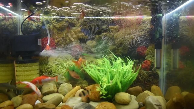 aquarium, fish, water, stone, oxygen