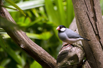 Java sparrow