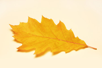 Leave - oak aquifolium