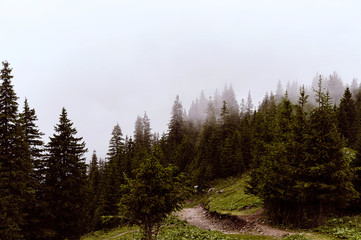 Fototapeta premium Landscape, mountains and forest background.