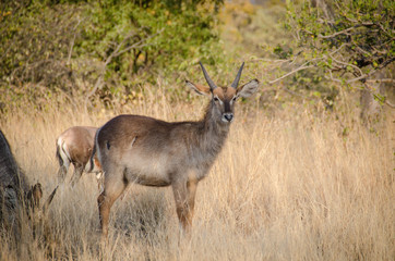 Young waterbuck in Africa