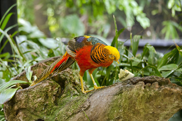 golden pheasant