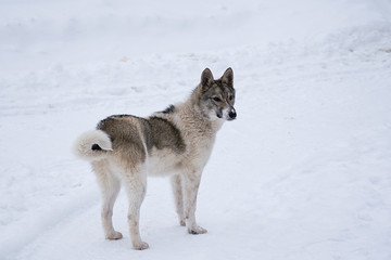 Fototapeta premium Puppy in the snow