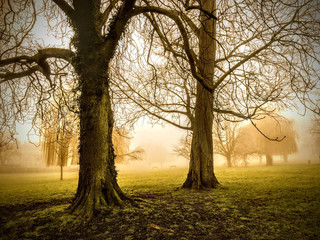 Fototapeta na wymiar Trees in a misty park in golden morning light.