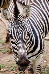 Fototapeta na wymiar Look a Zebra in the eyes