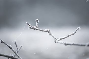 Tree twig with rime