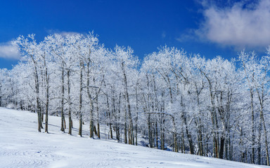 Trees in Winter
Bearwallow Mountain
Blue Ridge Mountain Range
Appalachian Mountains, North Carolina 