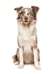 Cute sitting smiling australian shepherd facing the camera seen from the front on a white background