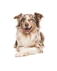 Pretty australian shepherd lying down on the floor seen from the front facing the camera isolated on a white background