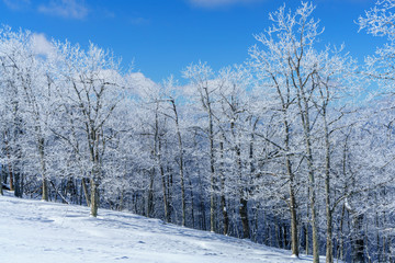 Trees in Winter
Bearwallow Mountain
Blue Ridge Mountain Range
Appalachian Mountains, North Carolina 