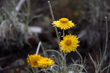 Yellow flowers with green leaves. Simple natural background with a detail of yellow flowers.