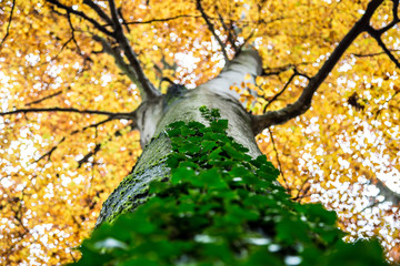 Beech Tree in Autumn