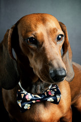Red dachshund wearing bowtie