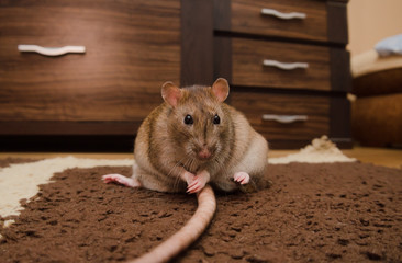 Rat sitting on the floor